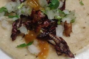 taco de chapulines