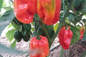 Teodora Rodriguez Huesca