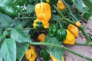 Teodora Rodriguez Huesca